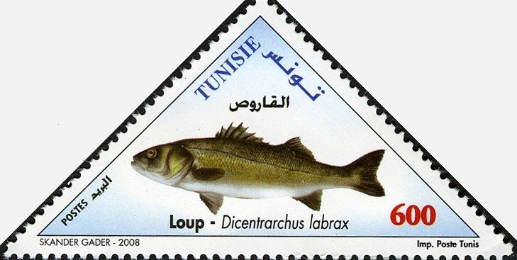 European Seabass (Dicentrarchus labrax)