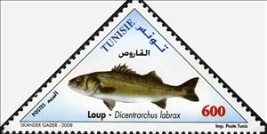 Stamp, European Seabass (Dicentrarchus labrax), Tunisia,  , Animals (Fauna), Fishes