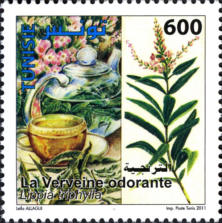 Lemon verbena