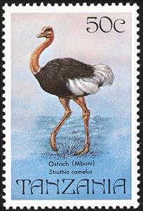 Stamp, Common Ostrich (Struthio camelus), Tanzania,  , Birds, Animals (Fauna)