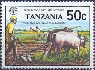 Plowing, Cattle (Bos primigenius indicus)
