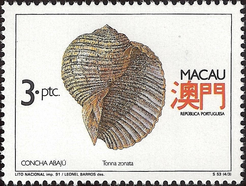 Sea Snail (Tonna zonata)