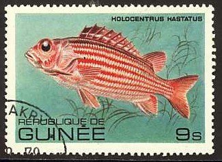 Red Soldier Fish (Holocentrus hastatus)