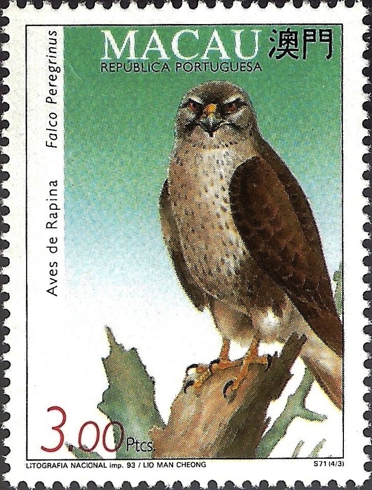 Peregrine Falcon (Falco peregrinus)