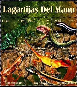 Lizards of Manu National Park