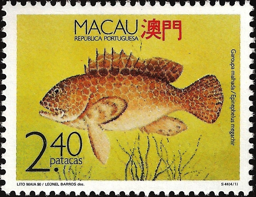 Honeycomb Grouper (Epinephelus megachir) 