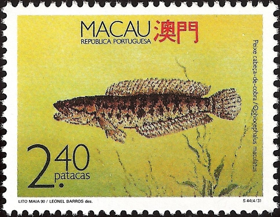 Blotched Snakehead  (Ophicephalus maculatus)