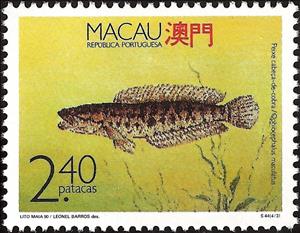 Stamp, Blotched Snakehead  (Ophicephalus maculatus), Macau,  