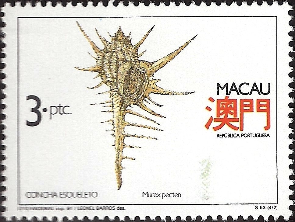 Venus Comb (Murex pecten)