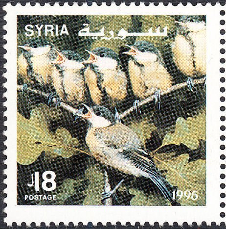 Great Tit (Parus major)