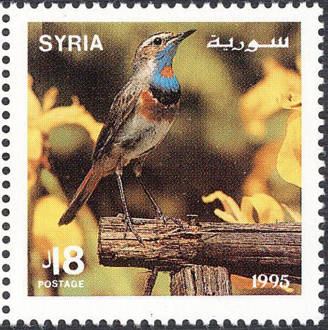 Bluethroat (Luscinia svecica)