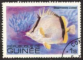 Three-banded Butterflyfish (Chaetodon luciae)