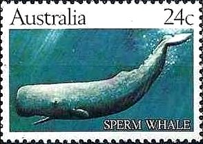 Sperm Whale (Physeter macrocephalus)