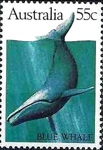 Blue Whale (Balaenoptera musculus)