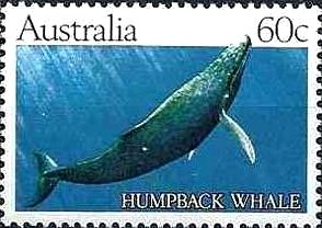 Humpback Whale (Megaptera novaeangliae)