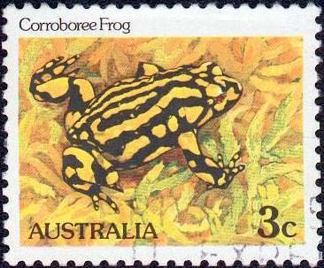 Corroboree Frog (Pseudophryne corroboree)