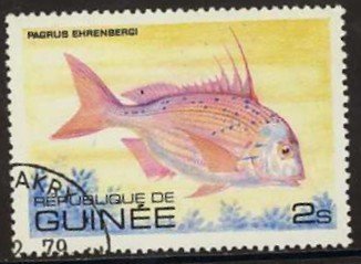 Goldenhead Porgy (Pagrus ehrenbergi)