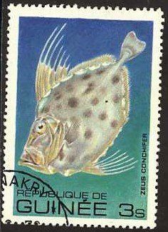 Silvery John Dory (Zeus conchifer)