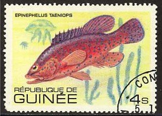 African Hind (Epinephelus taeniops)