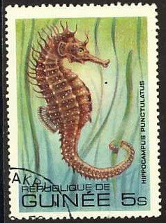 Lined Seahorse (Hippocampus erectus)