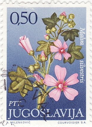 Malva silvestris