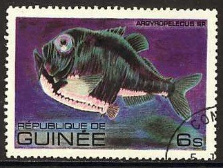 Hatchetfish (Argyropelecus sp.)