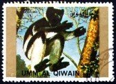 Mantled Guereza (Colobus guereza)
