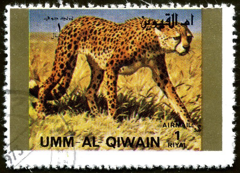 Cheetah (Acinonyx jubatus)