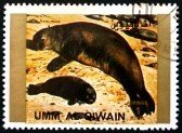 Sea Lion