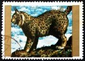 Eurasian Lynx (Lynx lynx)