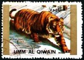 Stamp, Tiger (Panthera tigris), Umm al-Qiwain,  , Mammals, Cats, Tigers, Animals (Fauna)