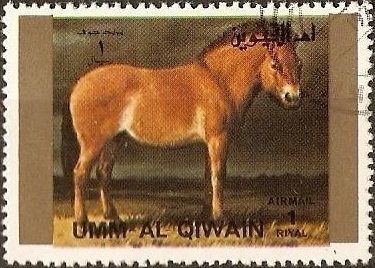 Przewalski’s Horse (Equus przewalskii)