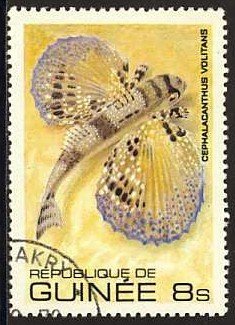 Flying Gurnard (Cephalacanthus volitans)
