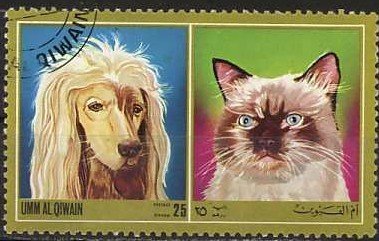 Afghan Hound (Canis lupus familiaris), Cat (Felis silvestris
