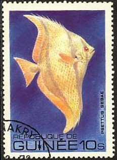 African Moony (Psettus sebae)