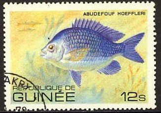 African Sergeant (Abudefuf hoefleri)
