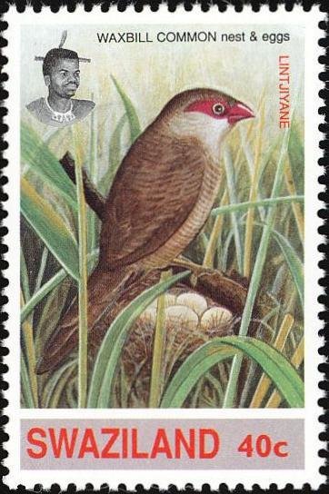 Common Waxbill (Estrilda astrild)