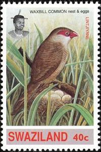 Stamp, Common Waxbill (Estrilda astrild), Swaziland,  , Birds, Animals (Fauna)