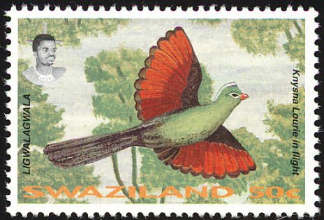 Knysna Turaco (Tauraco corythaix)