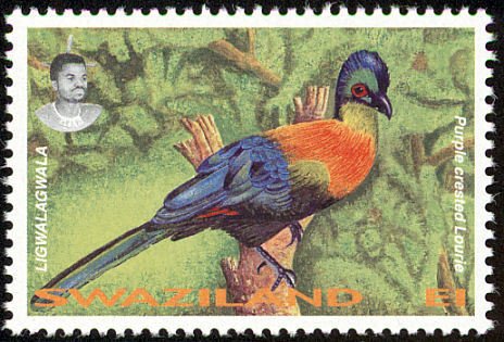 Purple-crested Turaco (Gallirex porphyreolophus)
