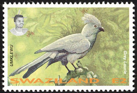Grey Go-away-bird (Corythaixoides concolor)