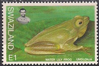 Waterlily Reed Frog (Hyperolius pusillus)