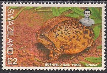 Bushveld Rain Frog (Breviceps adspersus)