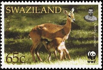 Oribi (Ourebia ourebi)