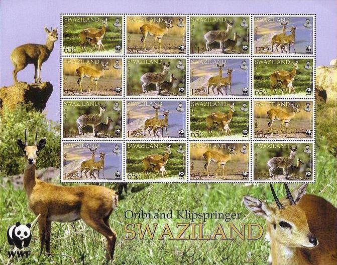 Oribi (Ourebia ourebi), Klipspringer (Oreotragus oreotragus)