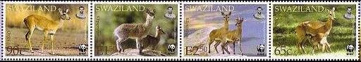 Oribi (Ourebia ourebi), Klipspringer (Oreotragus oreotragus)
