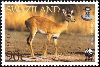 Oribi (Ourebia ourebi)