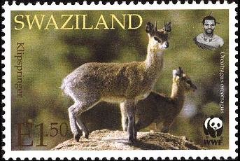 Klipspringer (Oreotragus oreotragus)