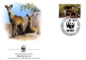 Klipspringer (Oreotragus oreotragus)