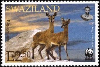 Klipspringer (Oreotragus oreotragus)